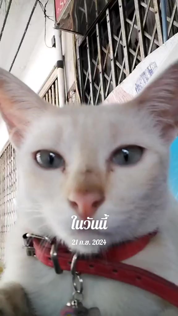 @taogampon