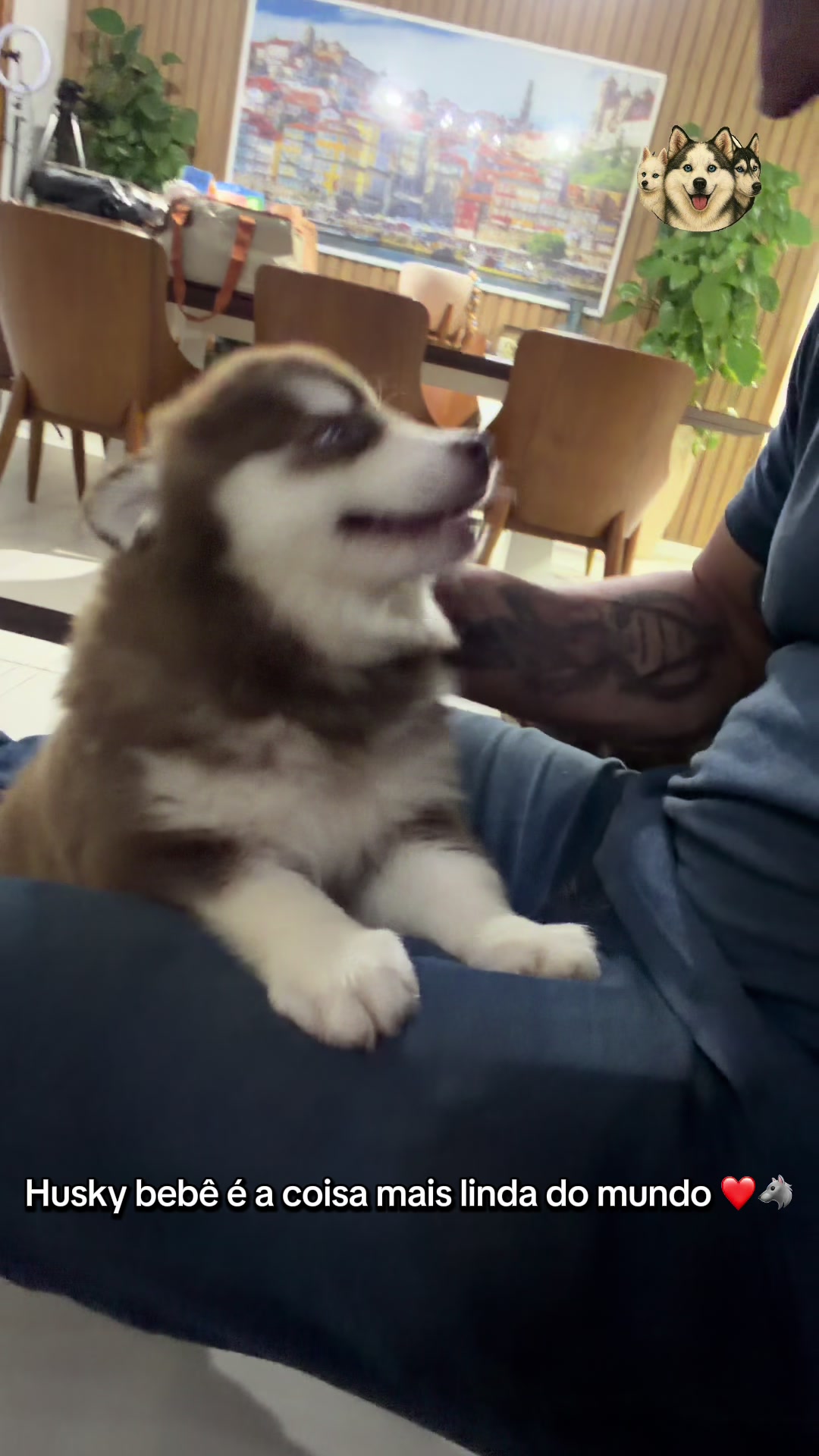 @Brazilian Pomsky