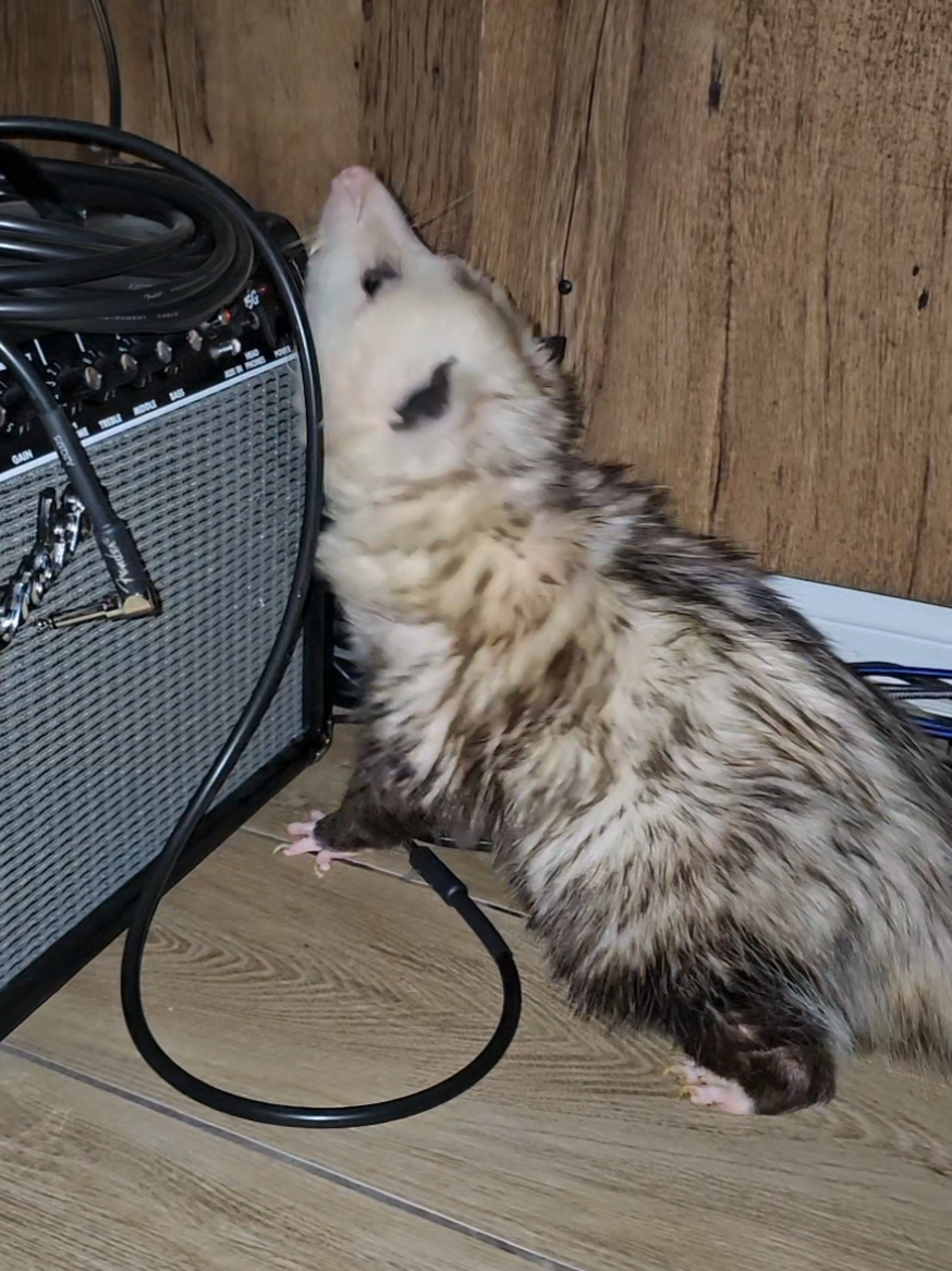 @OPOSSUM/DOG MOMMA Dea