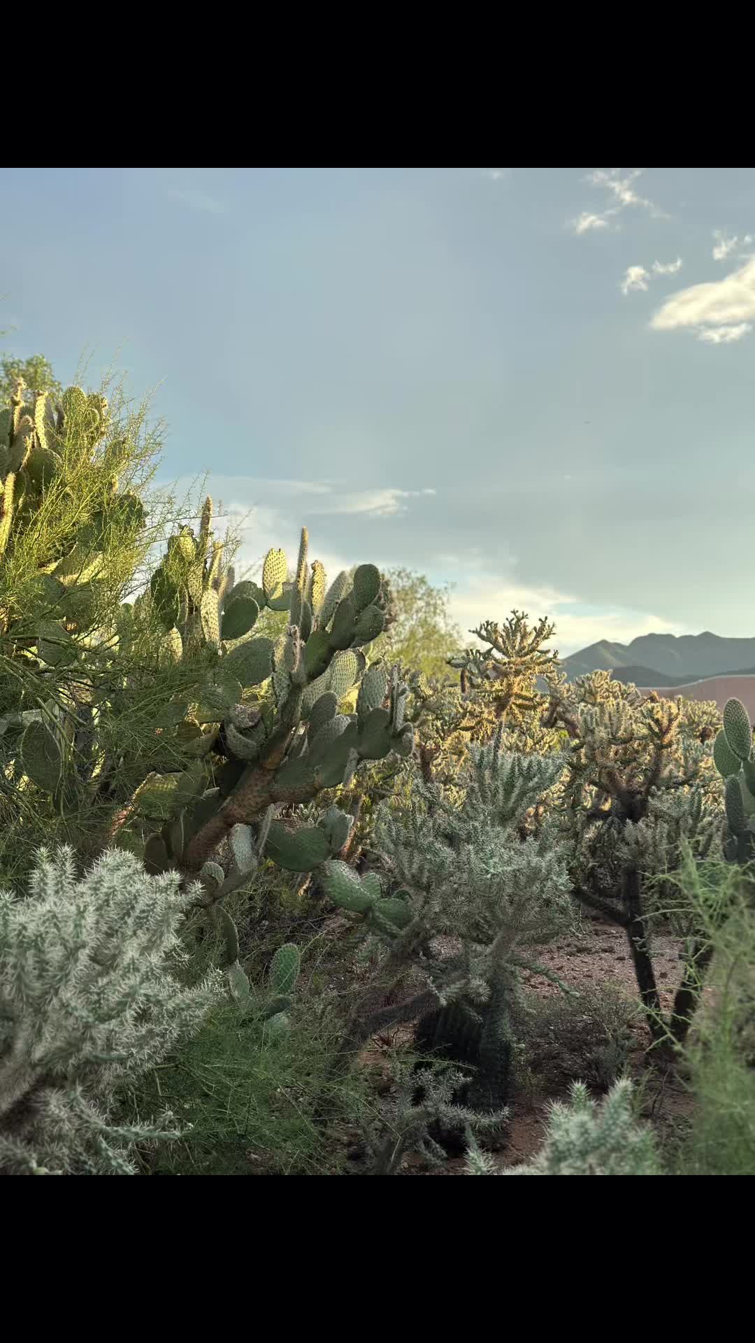 @Jewel of the Desert