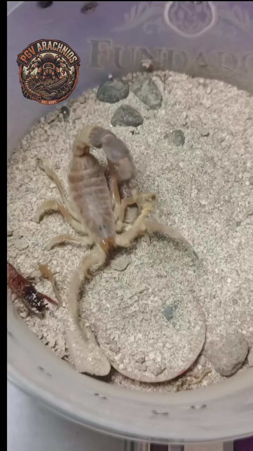 @pgv_arachnids