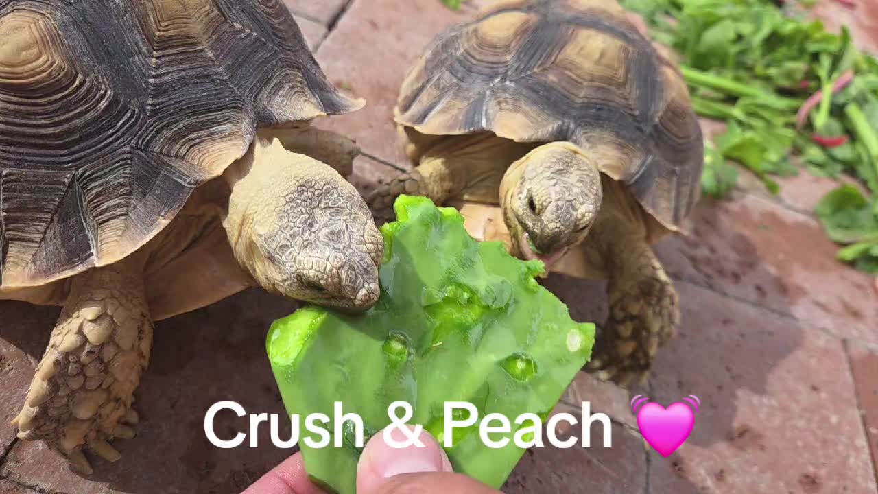 @Isabel Herrera