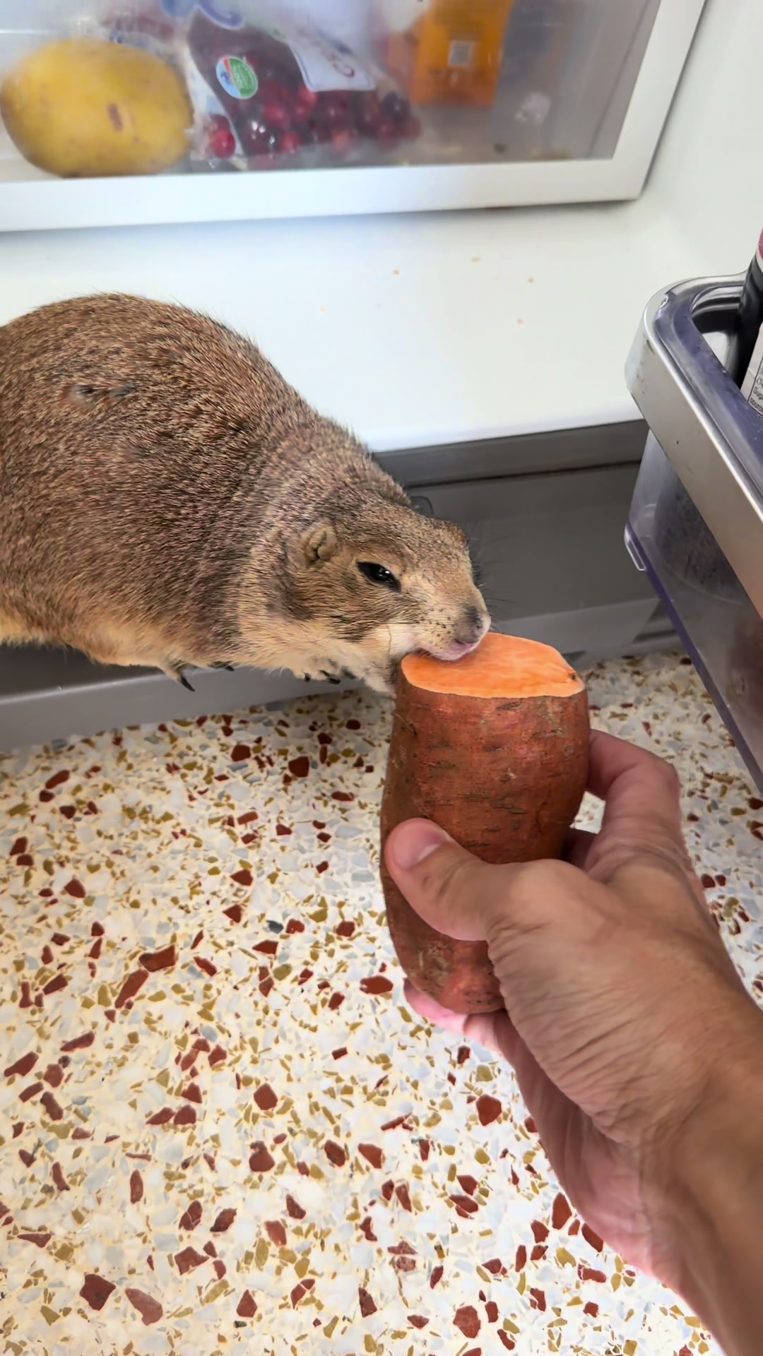 @Poppy the Prairie Dog