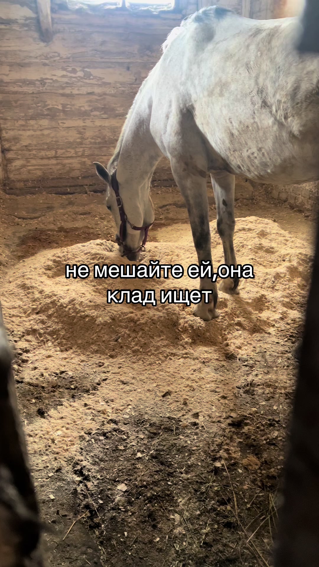 @Ли🐴