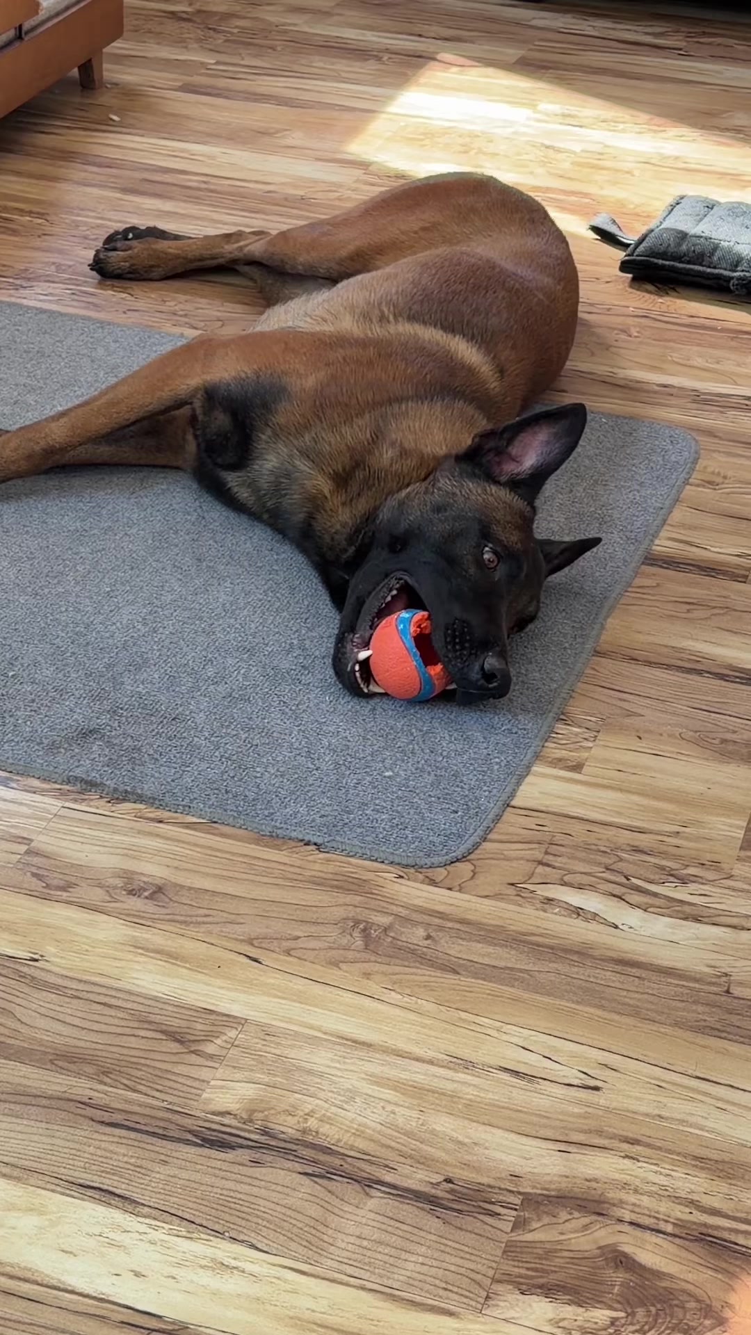 @Aim Canine