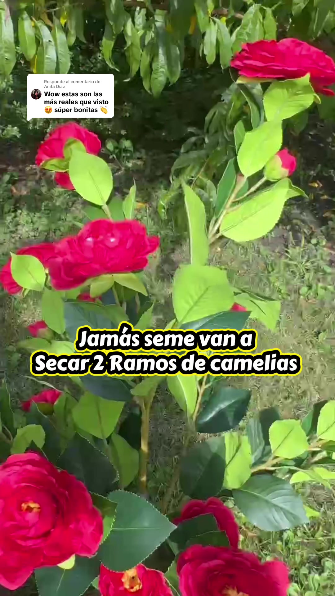 @fransisca