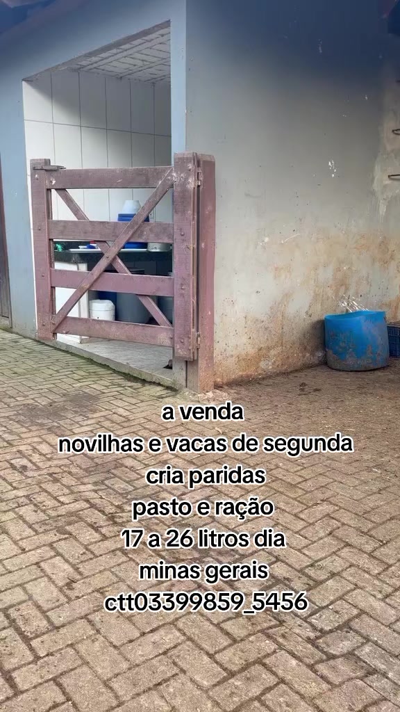 @marketing_do_gado