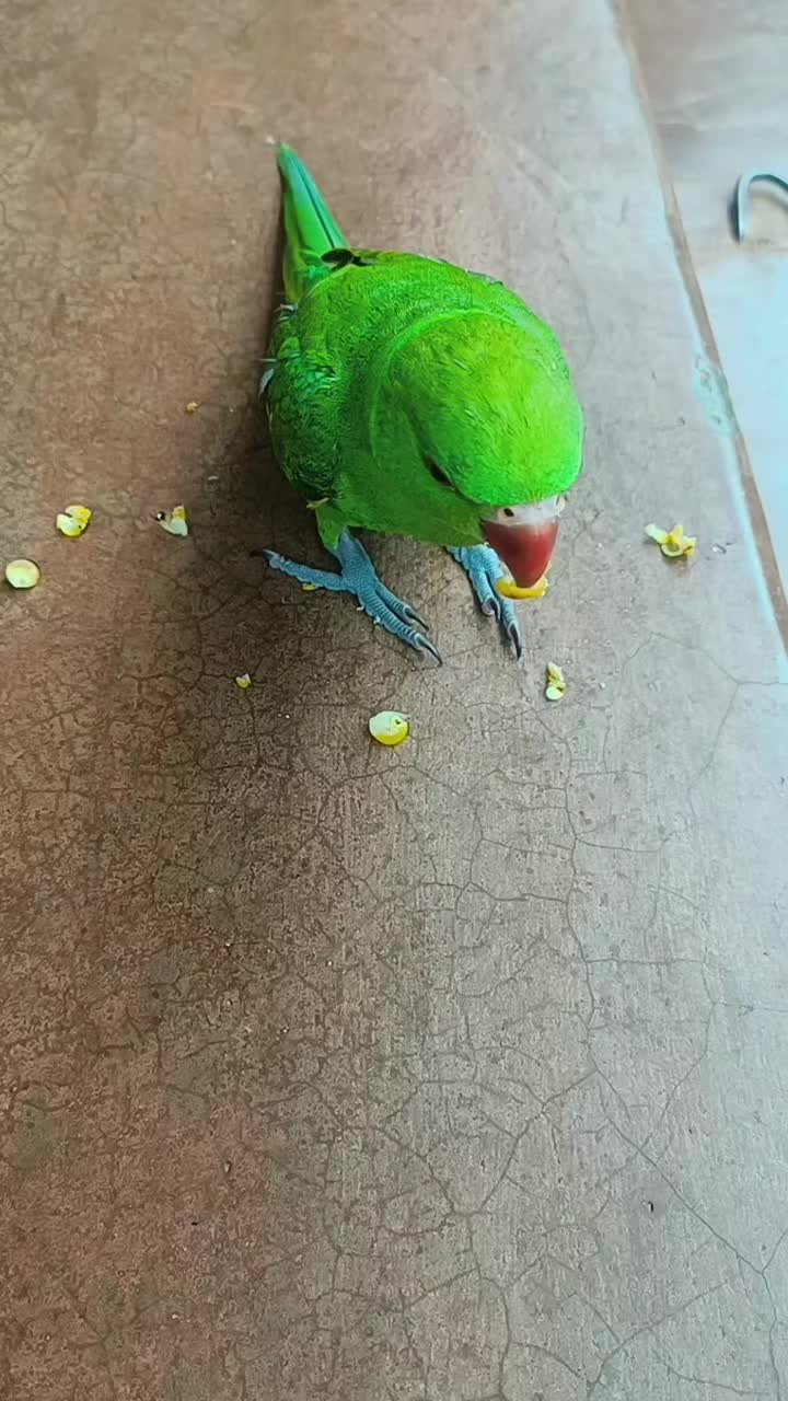 @अविरल @प्रिय