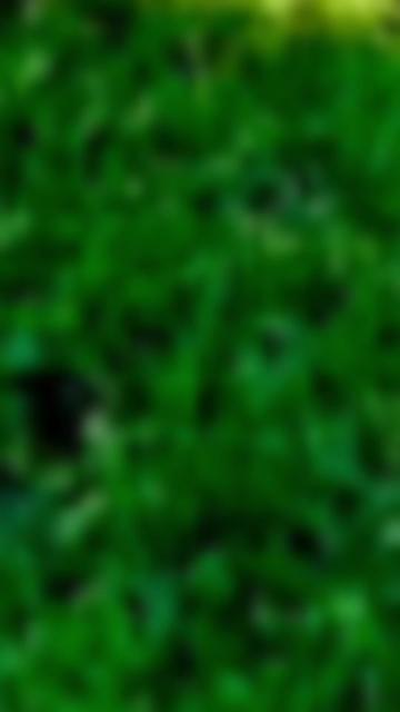 @🌳balijakpkohistan55055🌳