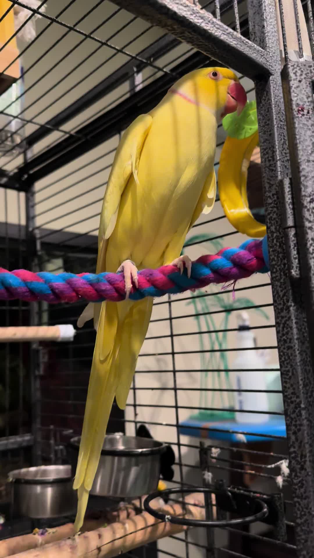 @Tweety the Ringneck