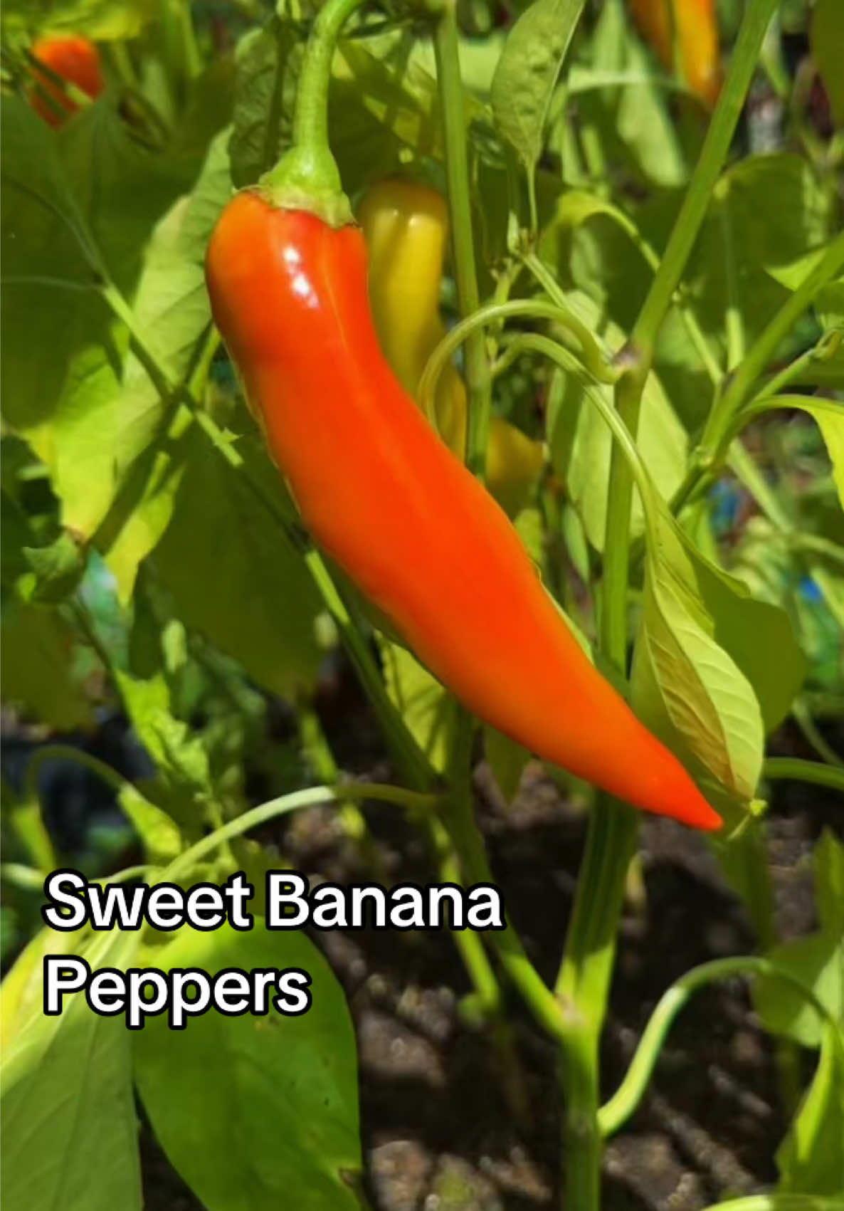 @My Everchanging Garden