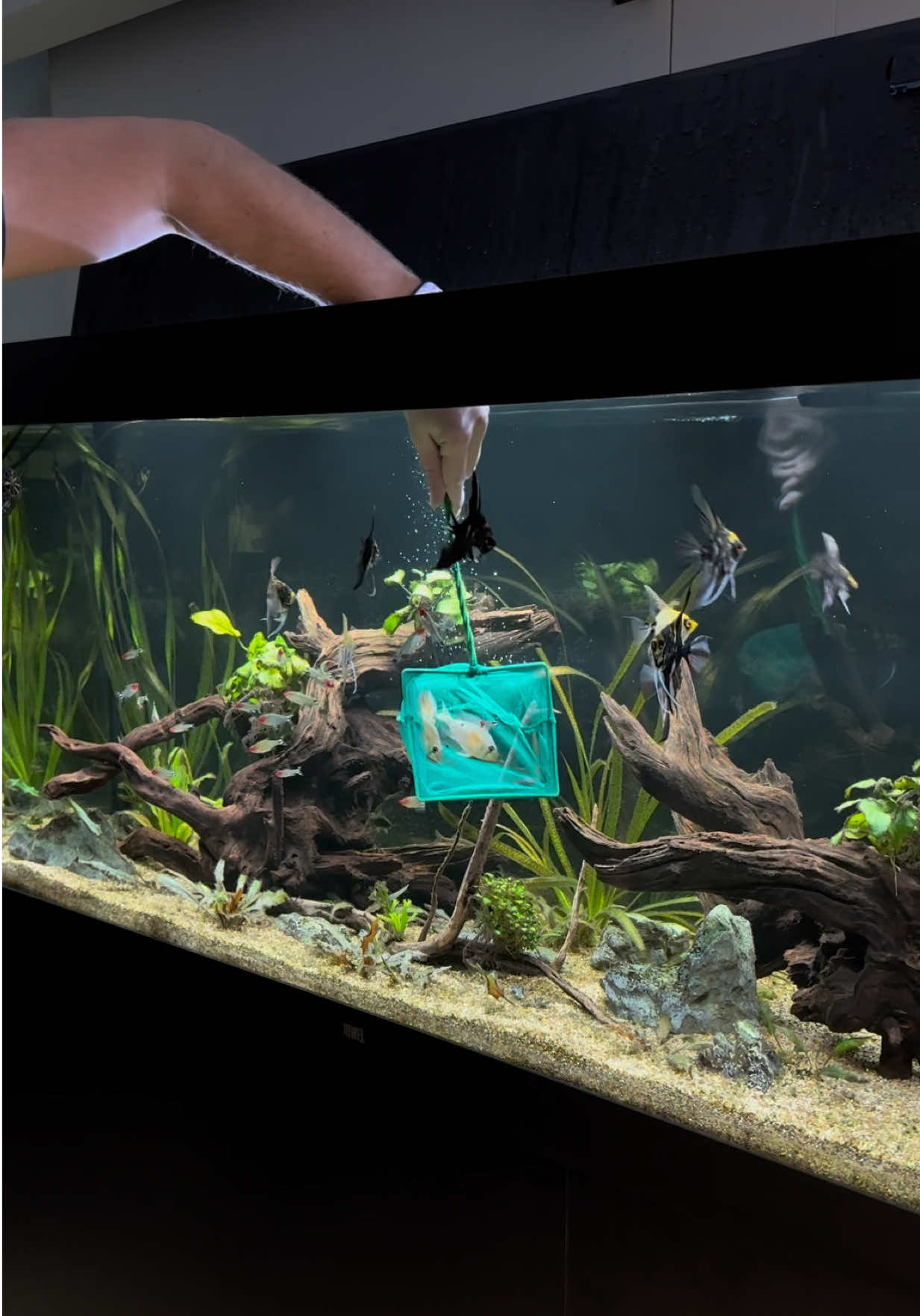 @Cichlid Bros