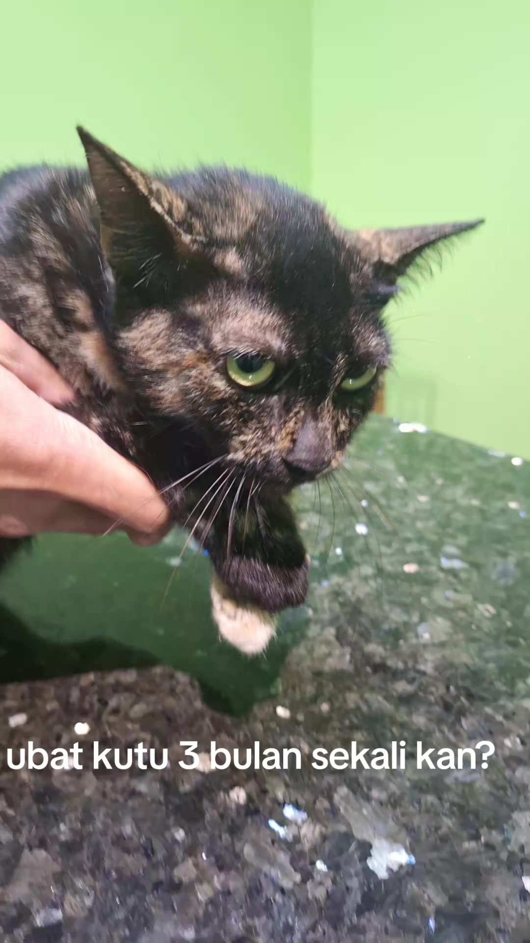@Jawhari Cat Medical Centre