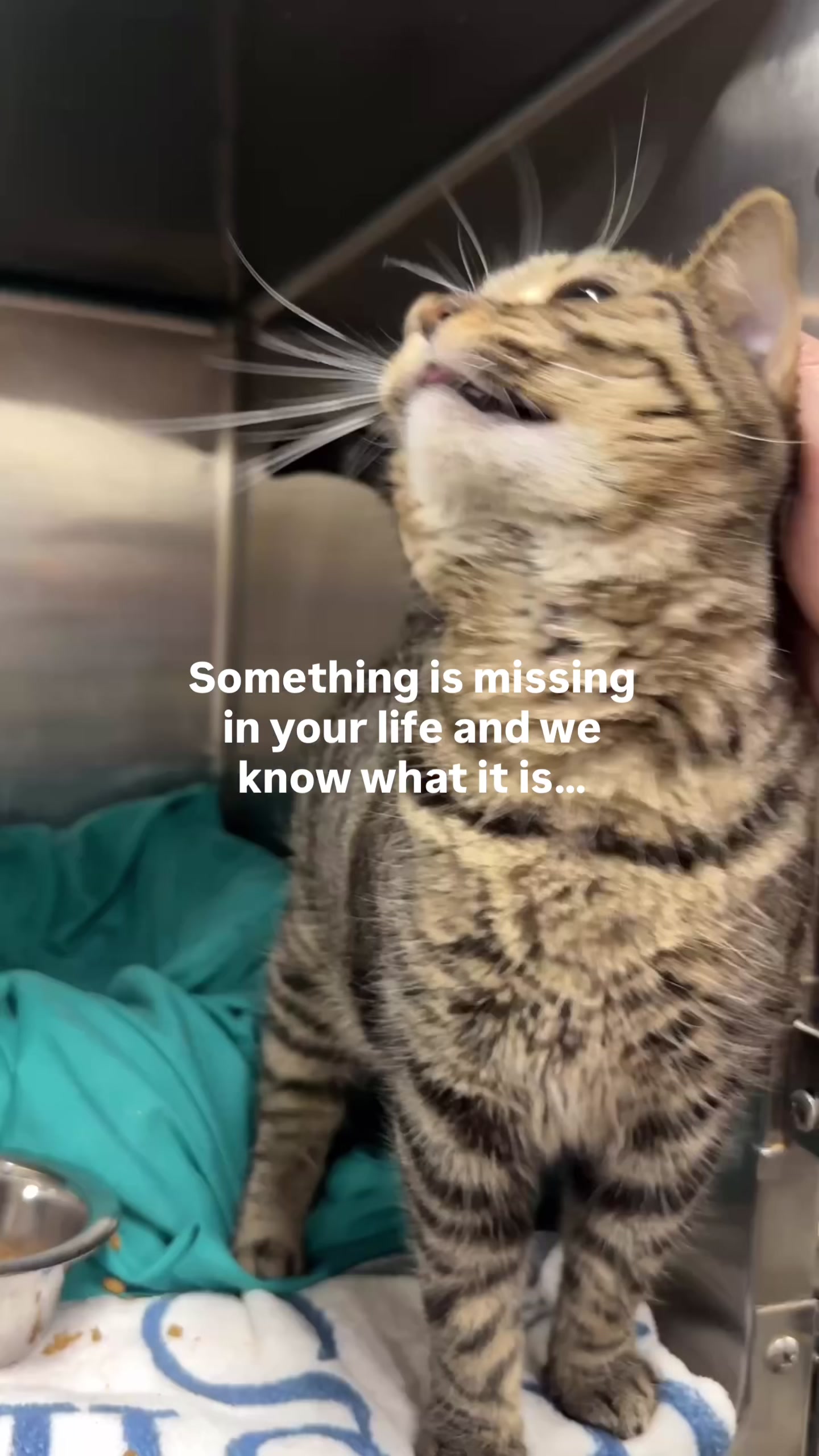 @Paws and Prayers