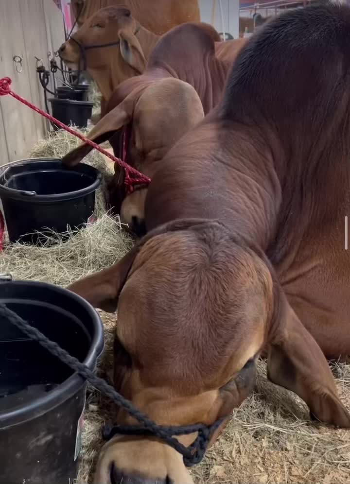 @farm girl..life