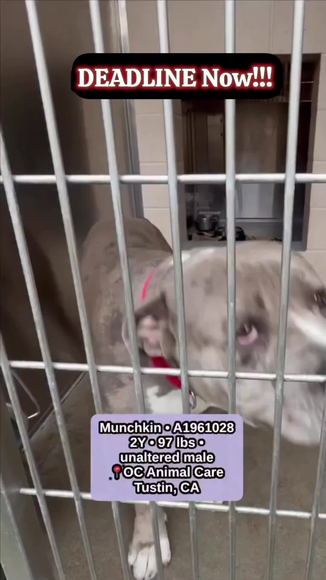 @Saving Mastiffs