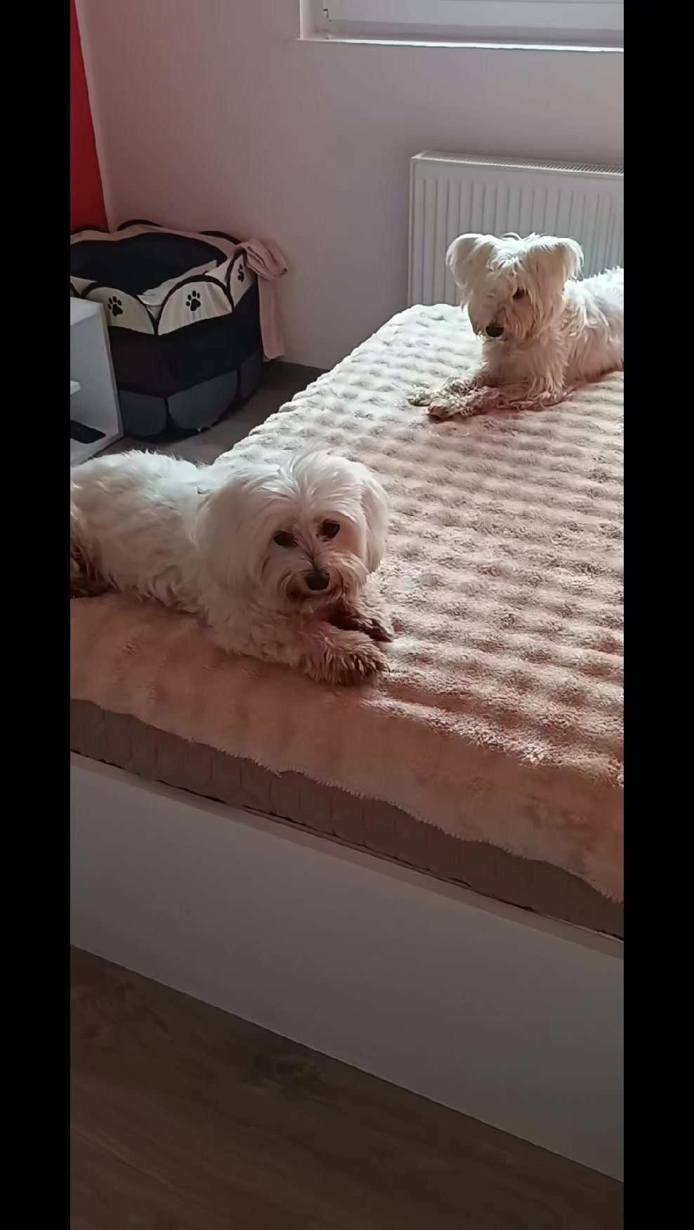 @cats&dogs)
