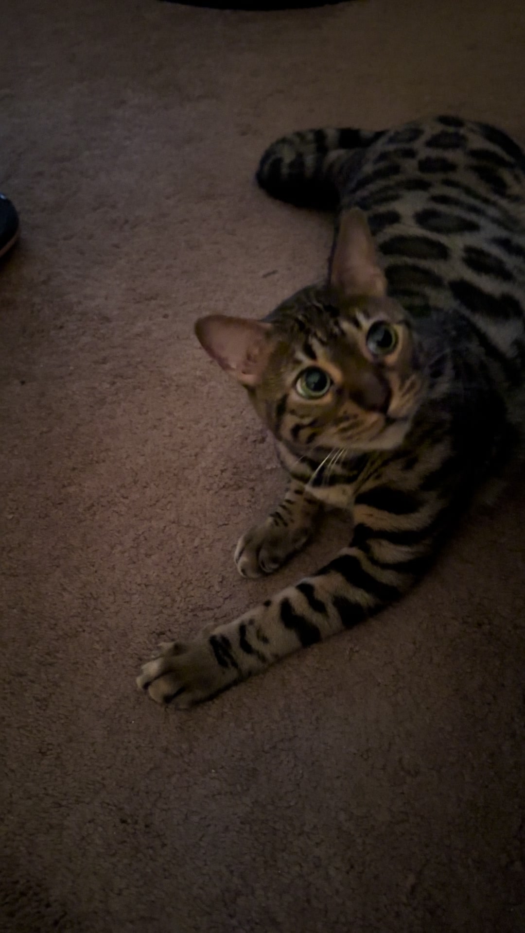 @Tiny Leopard Cats
