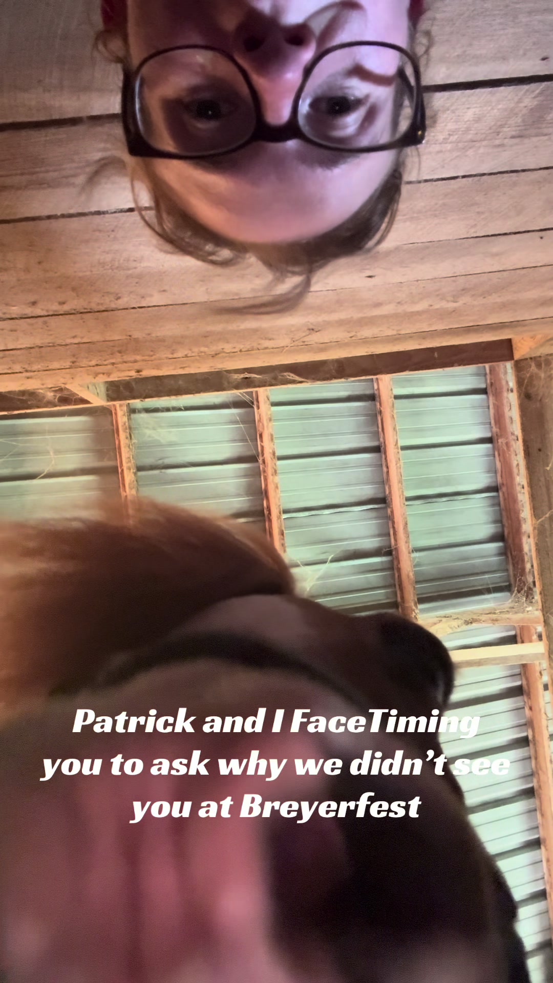 @Sarah & Patrick The Mini Horse