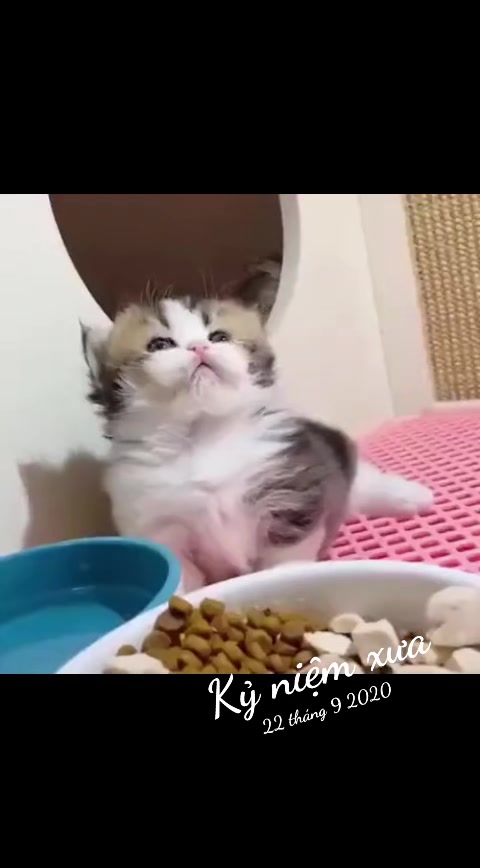 @JBN CATS