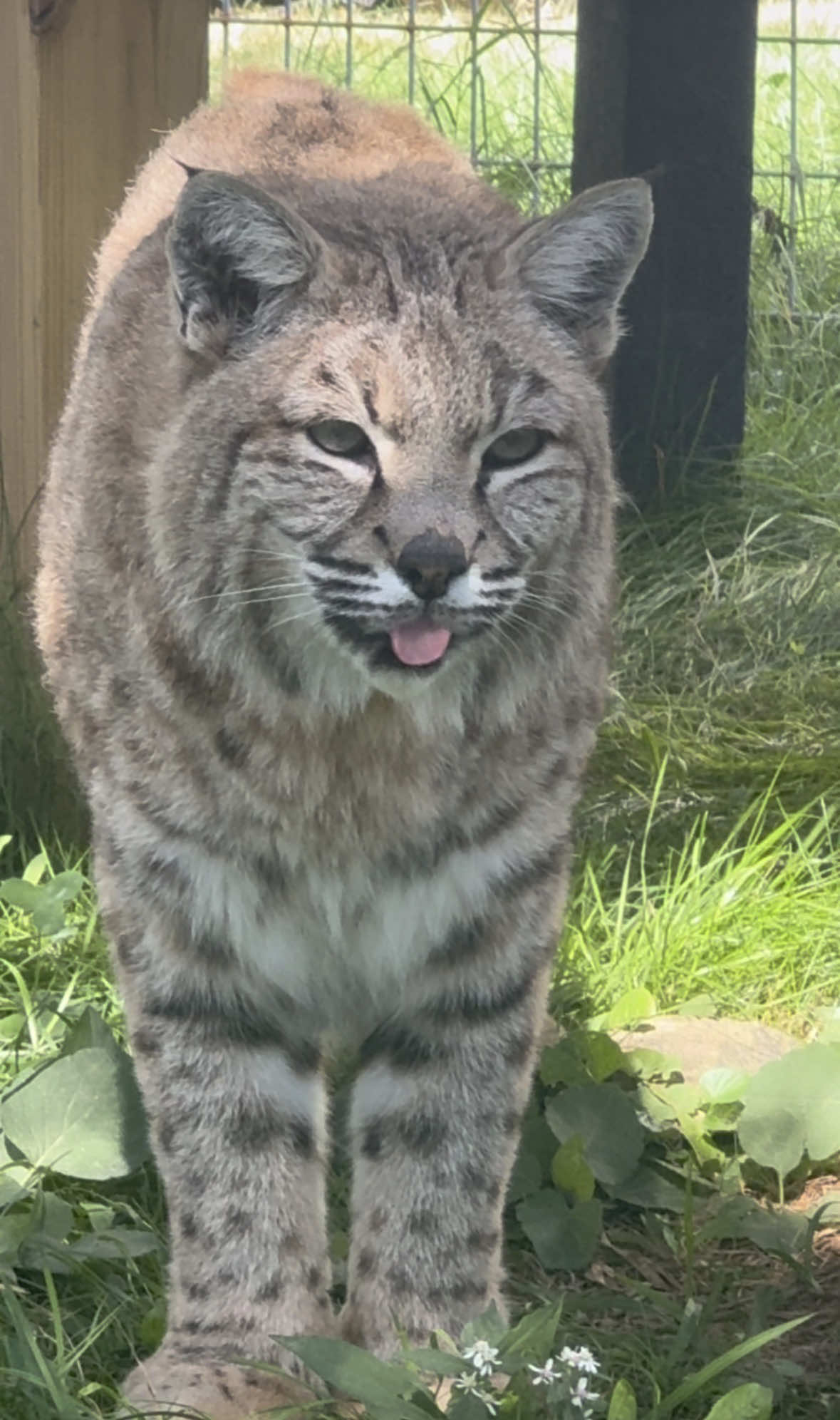 @The Wildcat Sanctuary