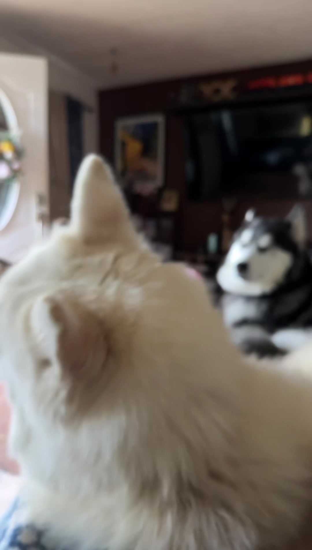 @FourHuskyteers