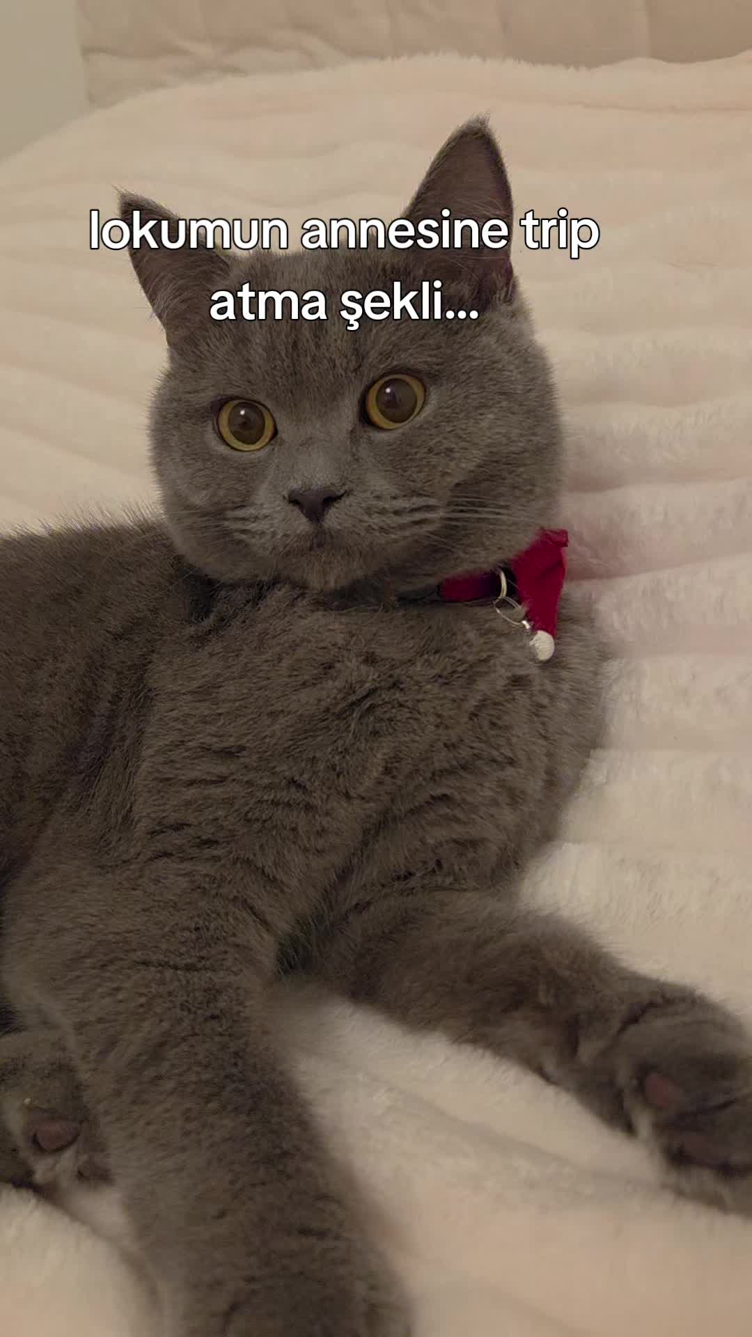 @1Anne ❤️ 1Lokum ❤️