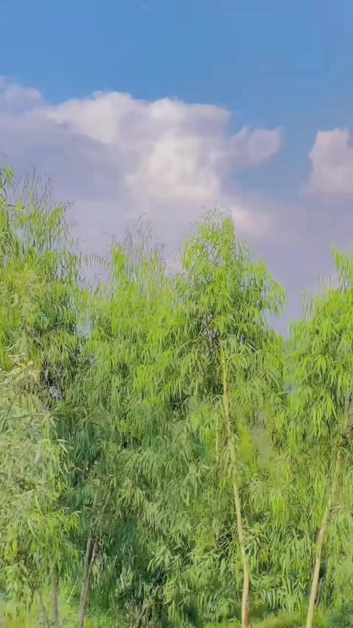 @🌛 𝗨𝗺𝗮𝗿 𝗚𝘂𝗹𝗮𝗯 🌺