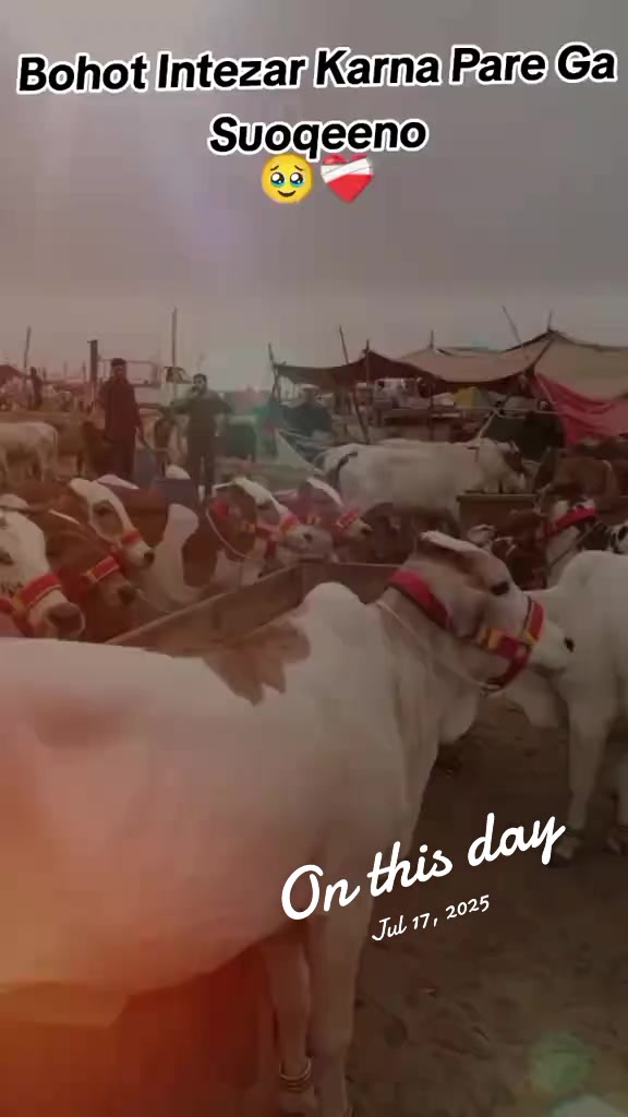 @Al_Khaf Cattle Farm, 🖤