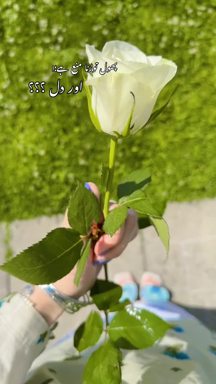 @X ulfat X 💫
