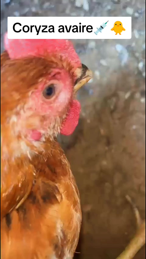 @NDIAYE-BREEDING 🐔
