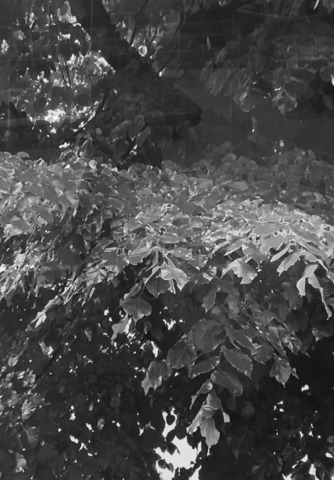 @c1nz14.s1