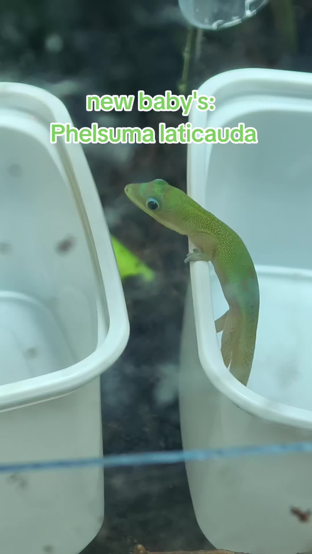 @Bestiesbeasties