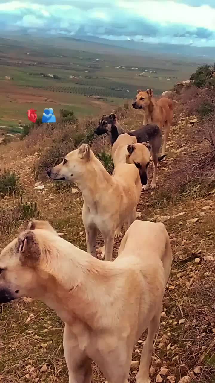 @Ãli khadroui ❤️🔥