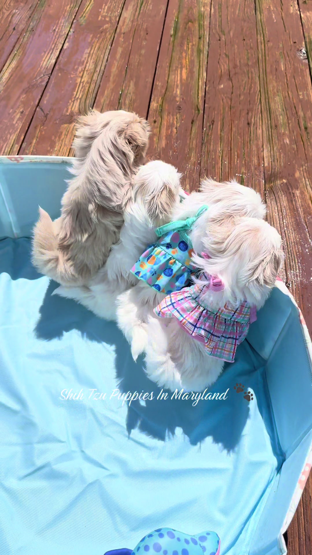 @Shih Tzu Puppies in Maryland