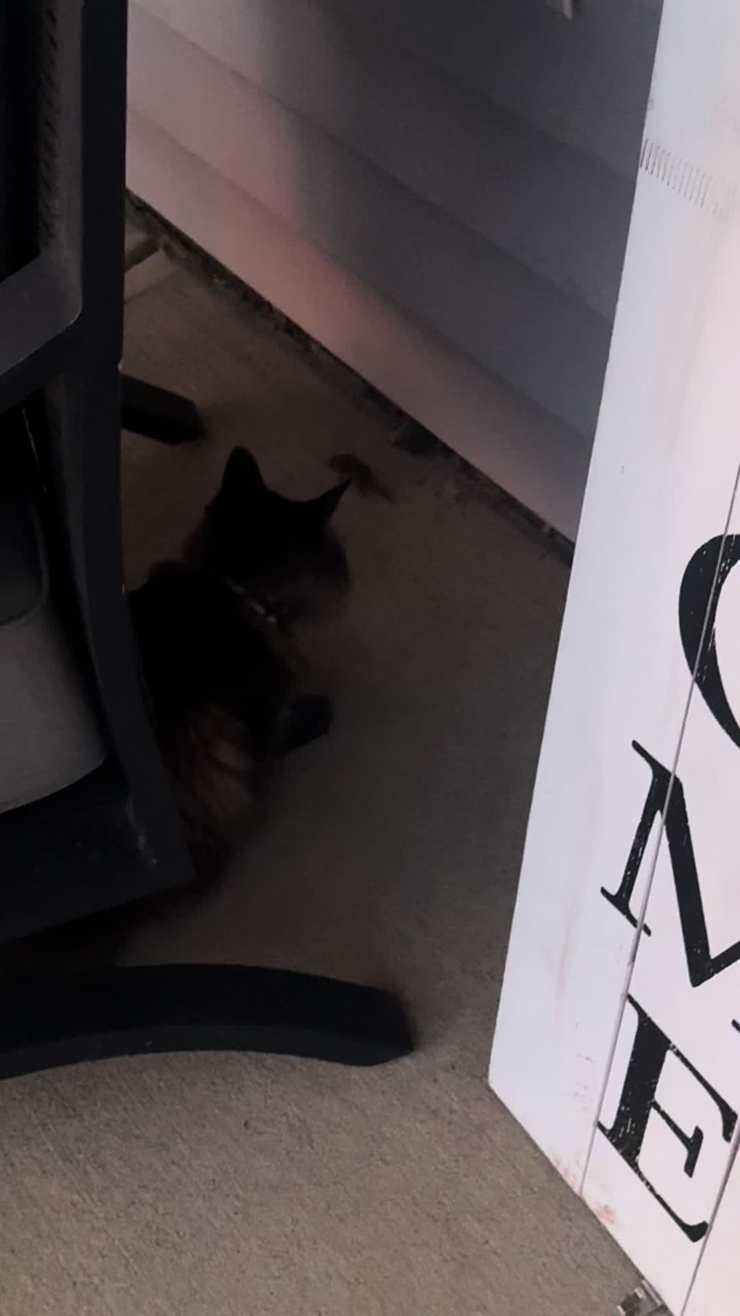 @RoxySnowballCatDrama