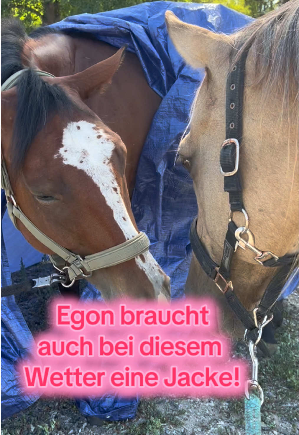 @Sissy und der wilde Pinsel