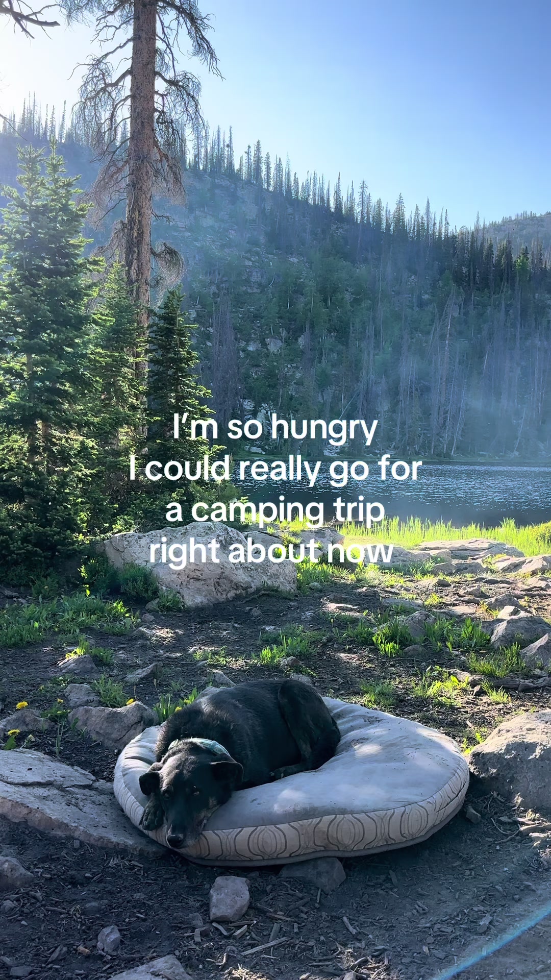 @Silverfox_yota