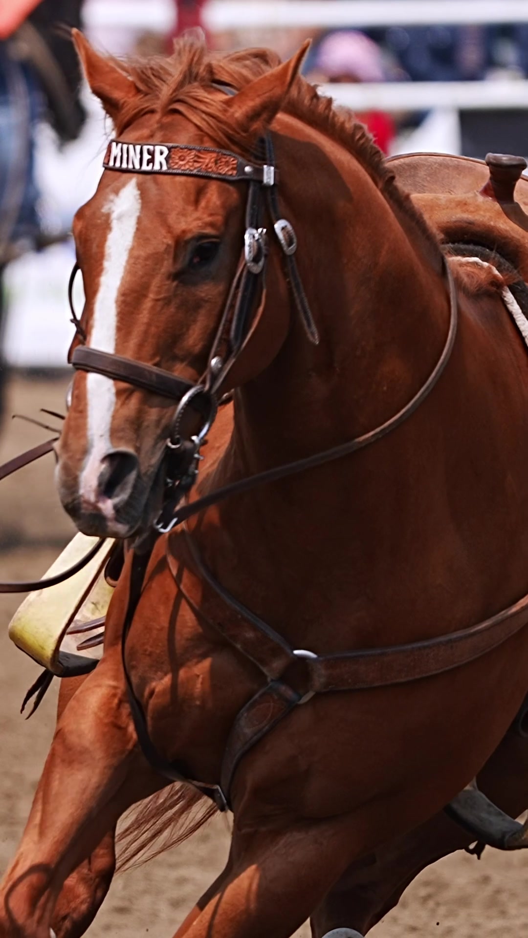 @Hanginghorses
