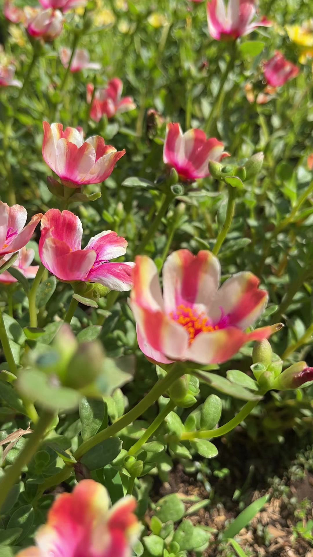 @Xeema_Nursery