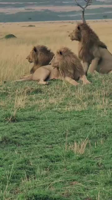 @Guzzicar🦁