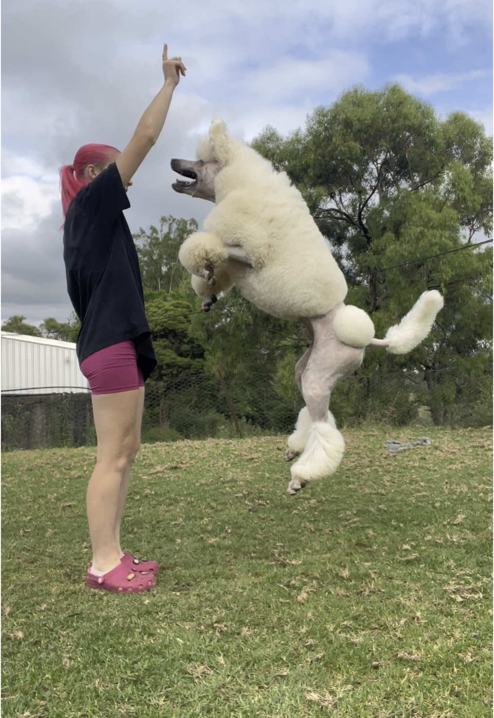 @pandorasboxofdogs