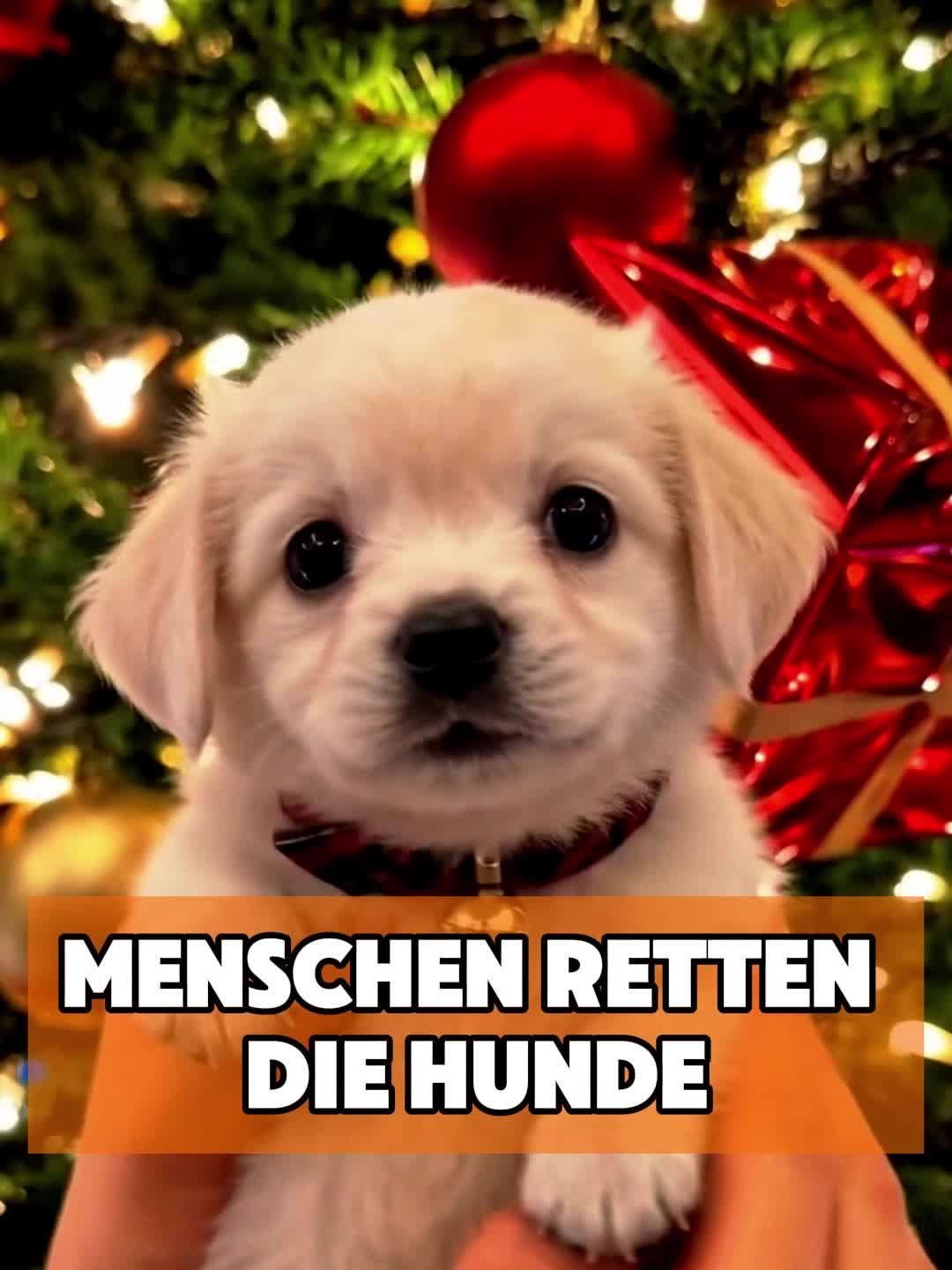 @toto_tier