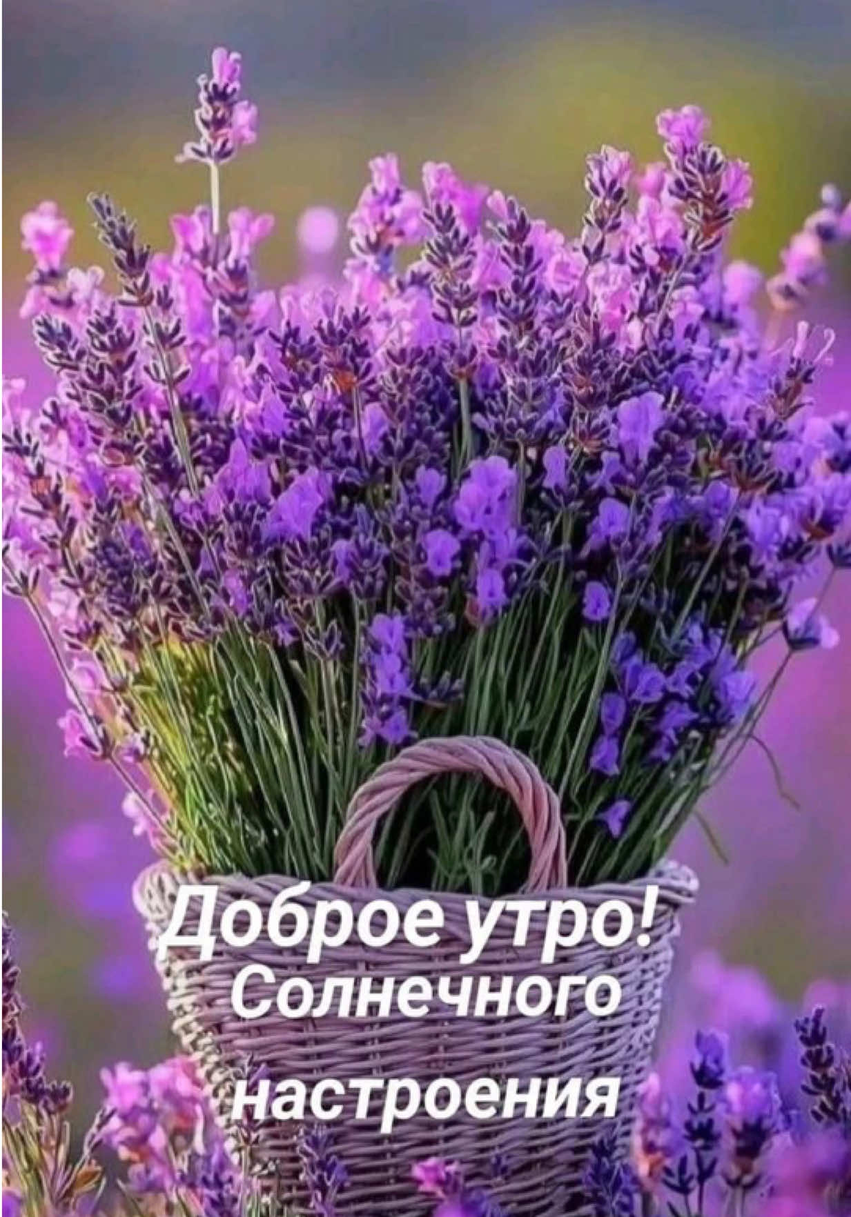 @111chao777