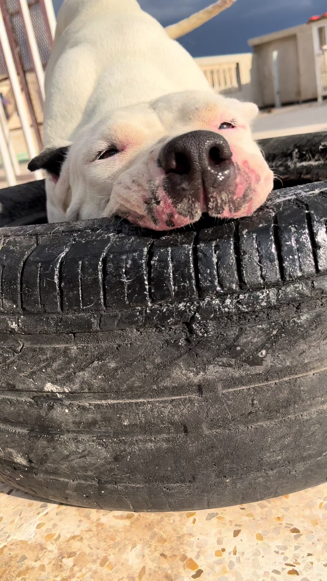 @DOGO ARGENTINO R.A.S🇦🇷🔥