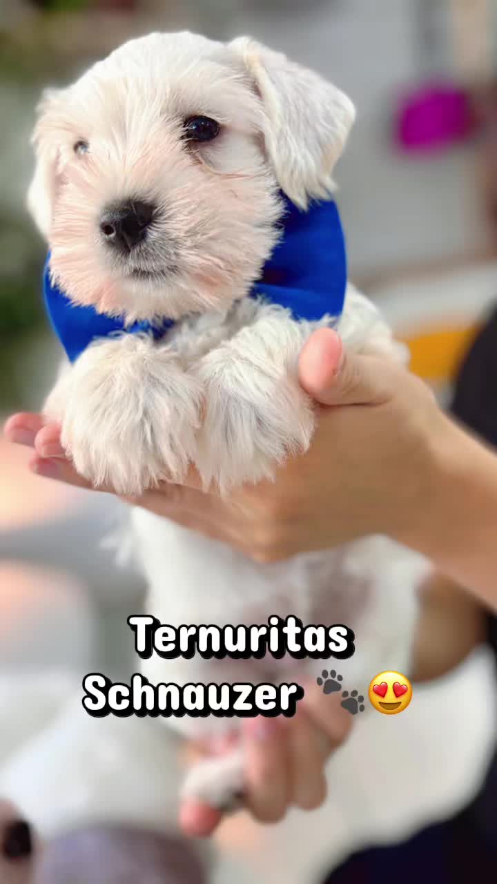 @Comunidad Huellitas