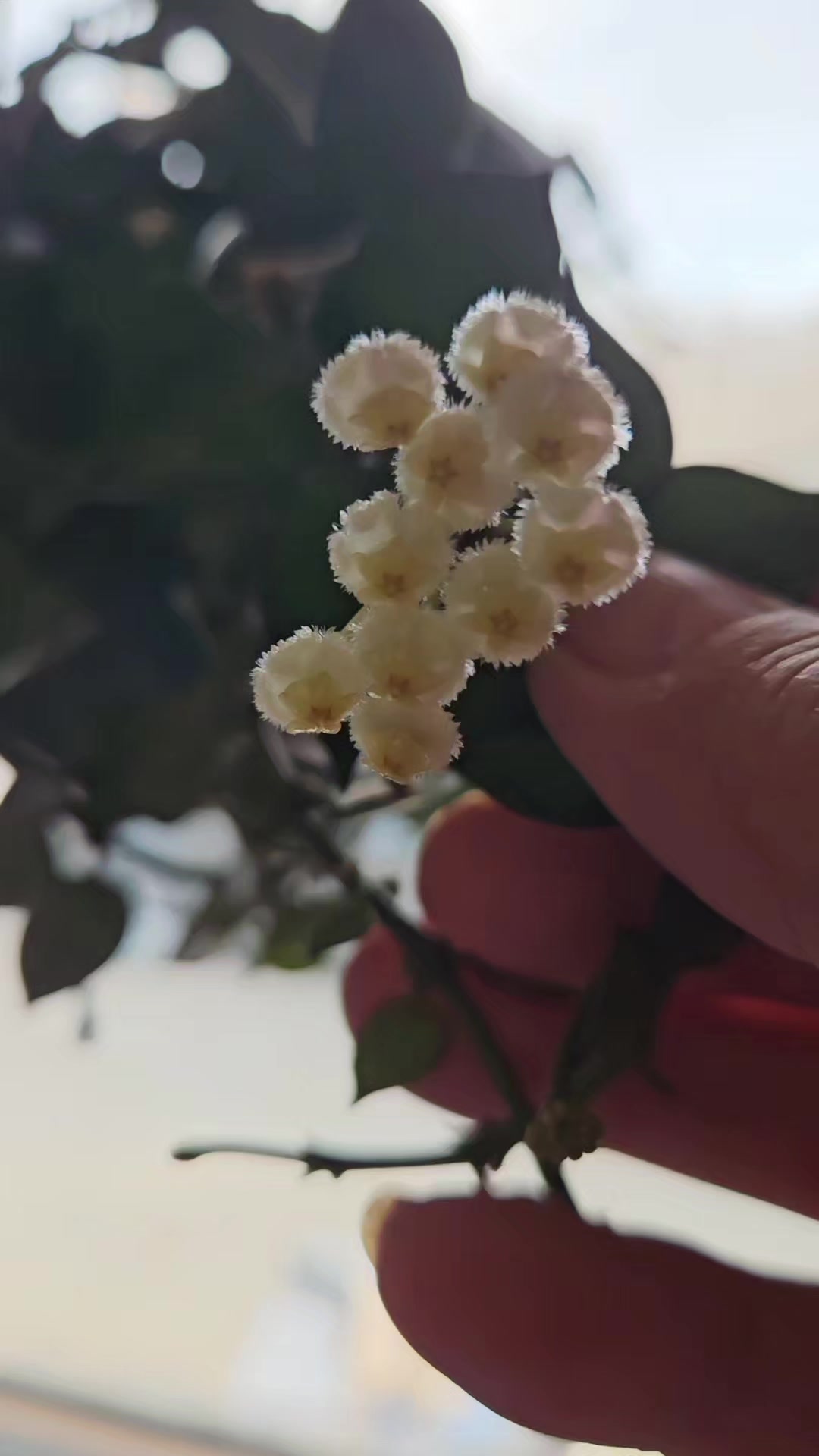 @Saskieplantgal 🇨🇦