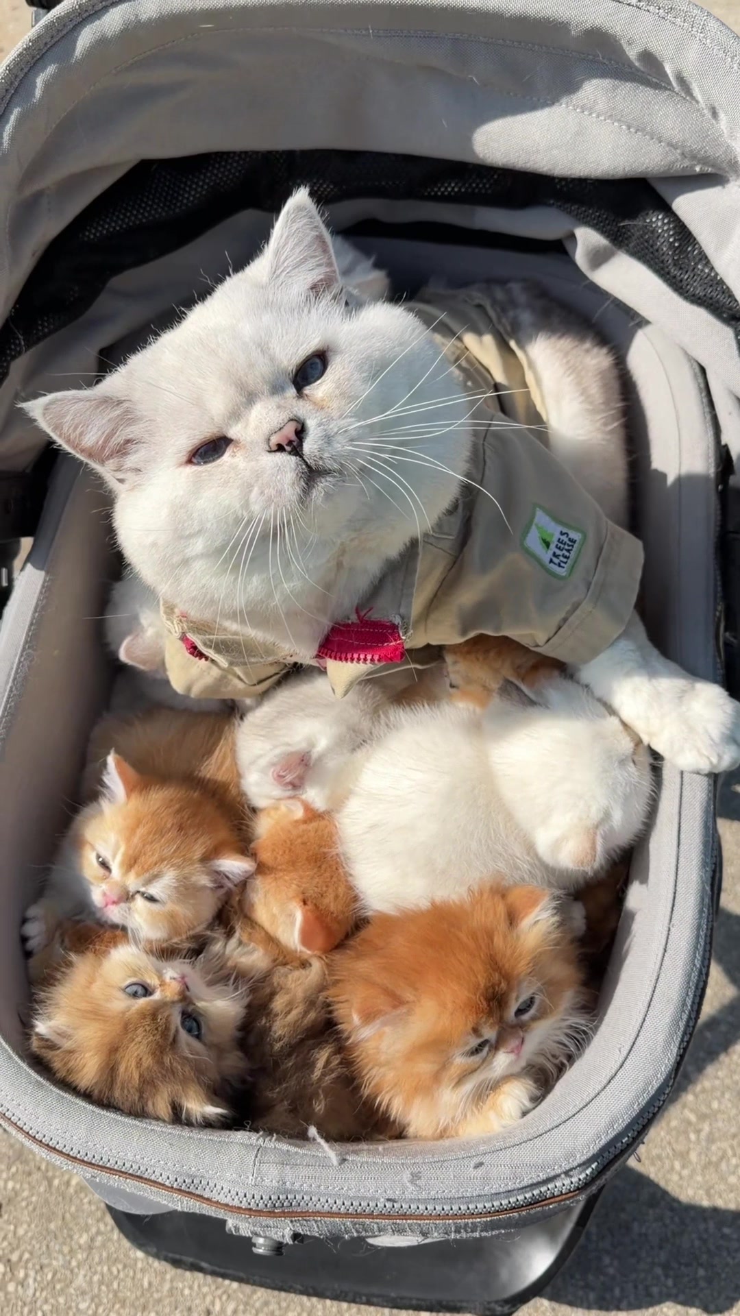 @LorettaBritish Cat