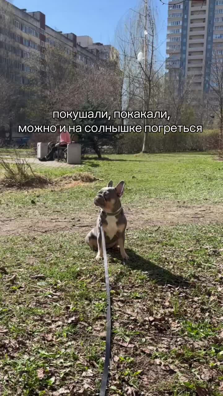 @ТГК: Бульдожкин Дом
