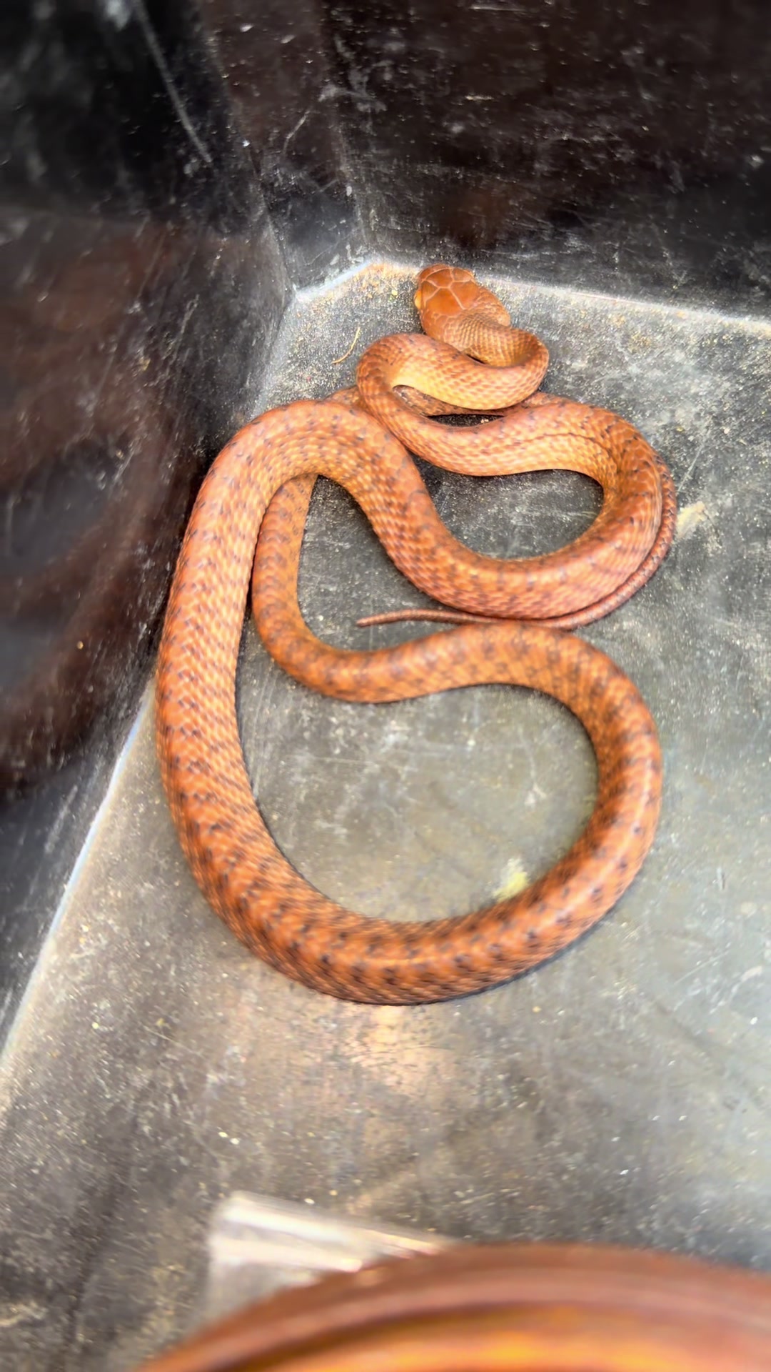 @Snake Catcher Dan